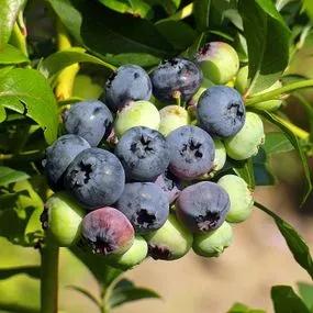 Jersey Blueberry Plants (Vaccinum corymbosum Jersey)
